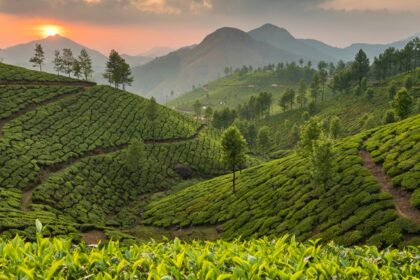 Scenic View of Green Lush hills of Munnar - Best places to Visit near Munnar.