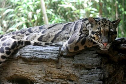 Majestic Still of a Clouded Leopard spotted in the Clouded Leopard national Park