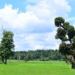 Scenic Snapshot of lush paddy field of Wayanad– New Year Party In Wayanad