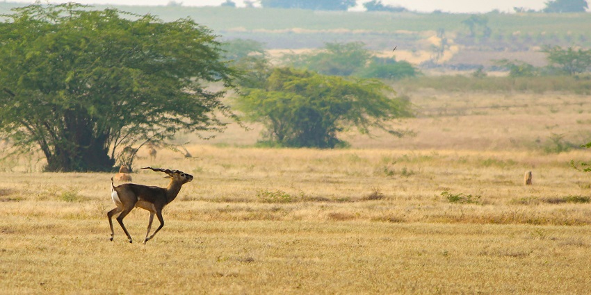 Topchanchi Topchanchi Wildlife Sanctuary: Where Wilderness Is Abound - TripXL
