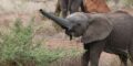 Anshi National Park: Explore The Untamed Beauty Of Karnataka - TripXL