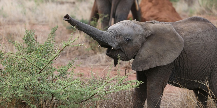 Anshi National Park: Explore The Untamed Beauty Of Karnataka - TripXL