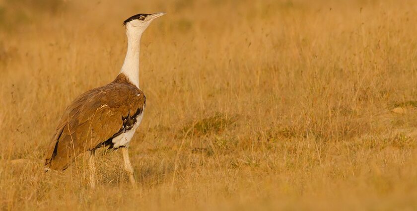 View of a Indian bustard in the Great Indian bustard wildlife sanctuary