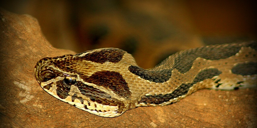 Snake Multan 10 Best Zoos In Maharashtra: Explore Exotic Wildlife - TripXL