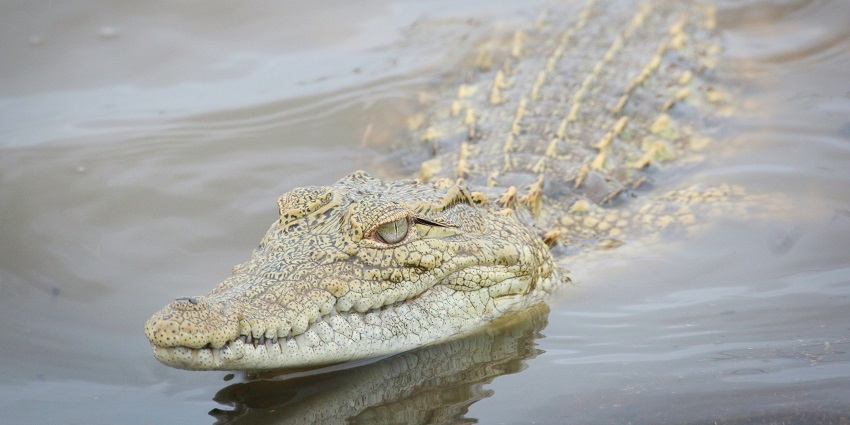 10 Wildlife Sanctuaries In Goa: Encounter Flora And Fauna - TripXL
