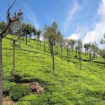 Places to visit near Coonoor offer serene landscapes, tea plantations, and a peaceful environment.