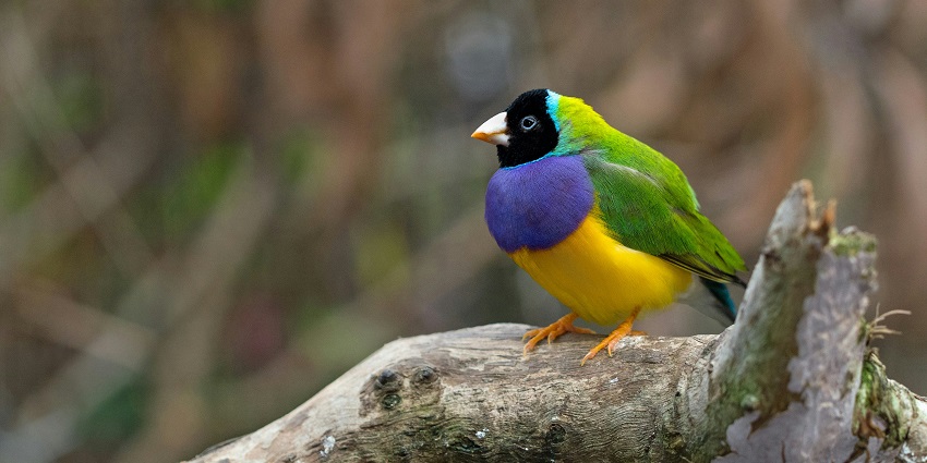 10 Wildlife Sanctuaries In Goa: Encounter Flora And Fauna - TripXL