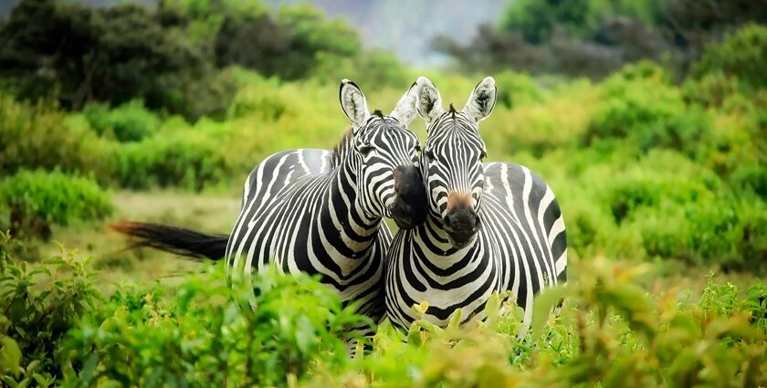 A sight of Two zebras strolling through the Sanjay Gandhi National Park lush greenery.