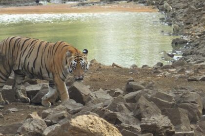 Majestic Matkasur, the male tiger, proudly roaming the Tadoba Andhari Tiger Reserve