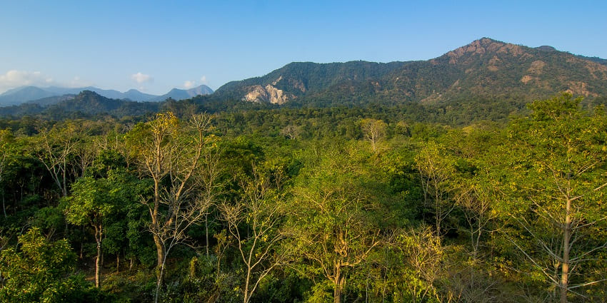 Buxa National Park: All You Need To To Know Before Visiting - TripXL