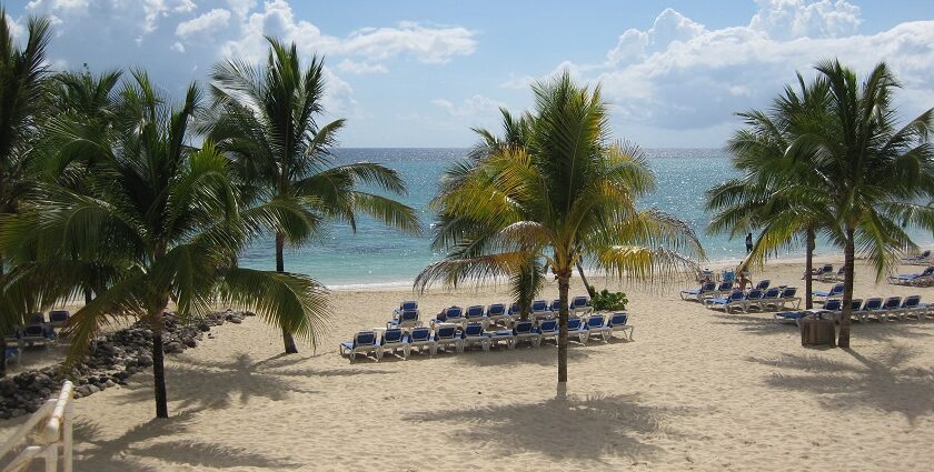 A picture of a scenic beach in Jamaica with beautiful pine trees on the shore