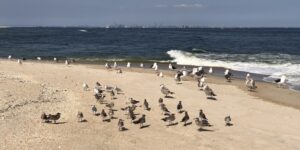 14 Amazing Nude Beaches In USA For A Relaxing Day Out - TripXL