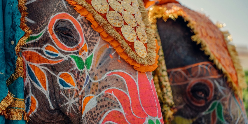 Elephant Festival: A Grand Celebration of Majestic Giants - TripXL