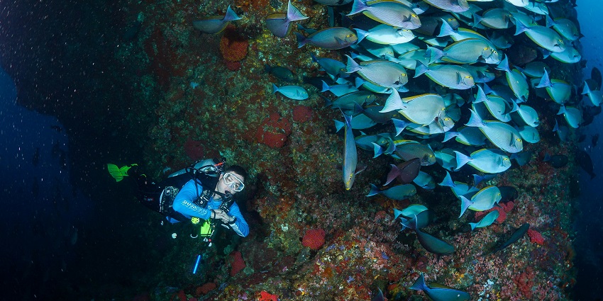Scuba Diving In Philippines: Thrilling Guide For Adventurers - TripXL